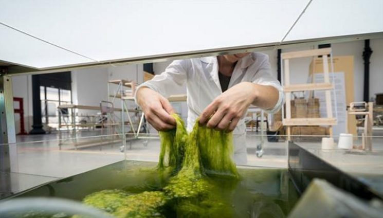 海藻制造的3D打印线材3