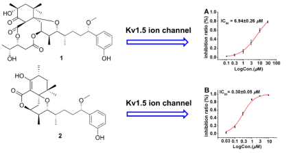 Dose−response study of neo-debromoaplysiatoxin A (1) and B (2) with Kv1.5 expression in CHO cells