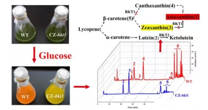 BKT1的失活使小球藻CZ-bkt1积累玉米黄素（3）、叶黄素（2）和β-胡萝卜素（5）