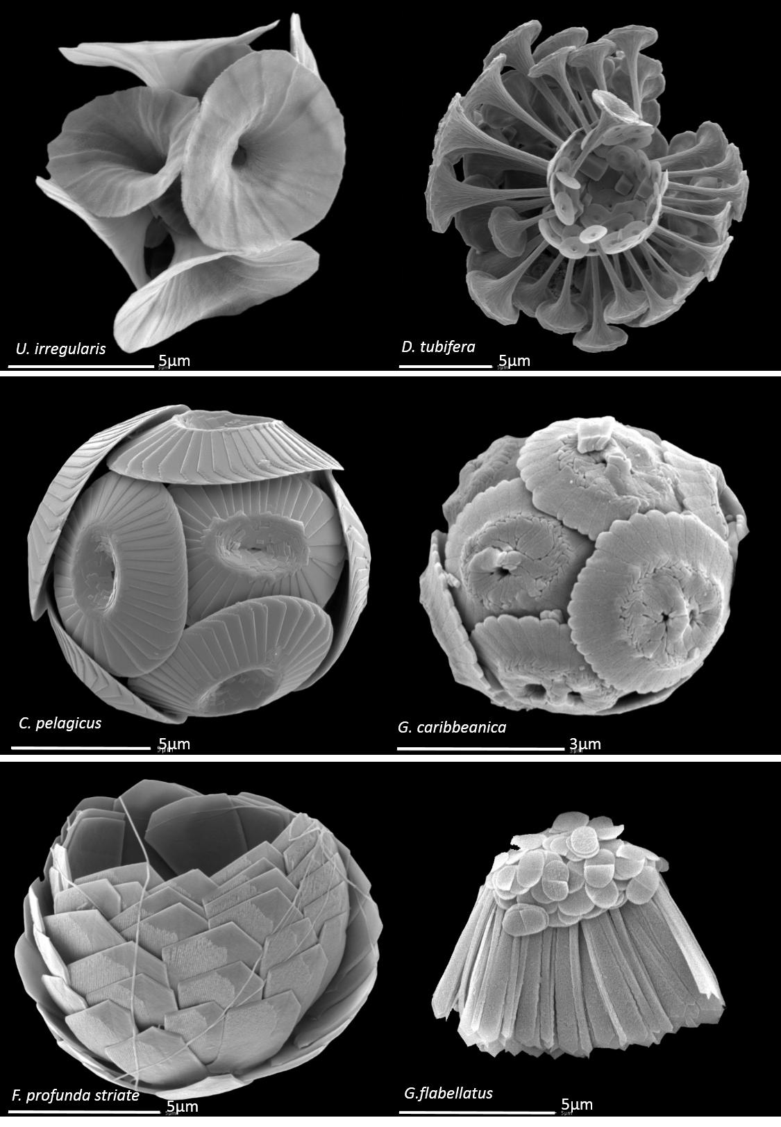 颗石藻 Coccolithophores
