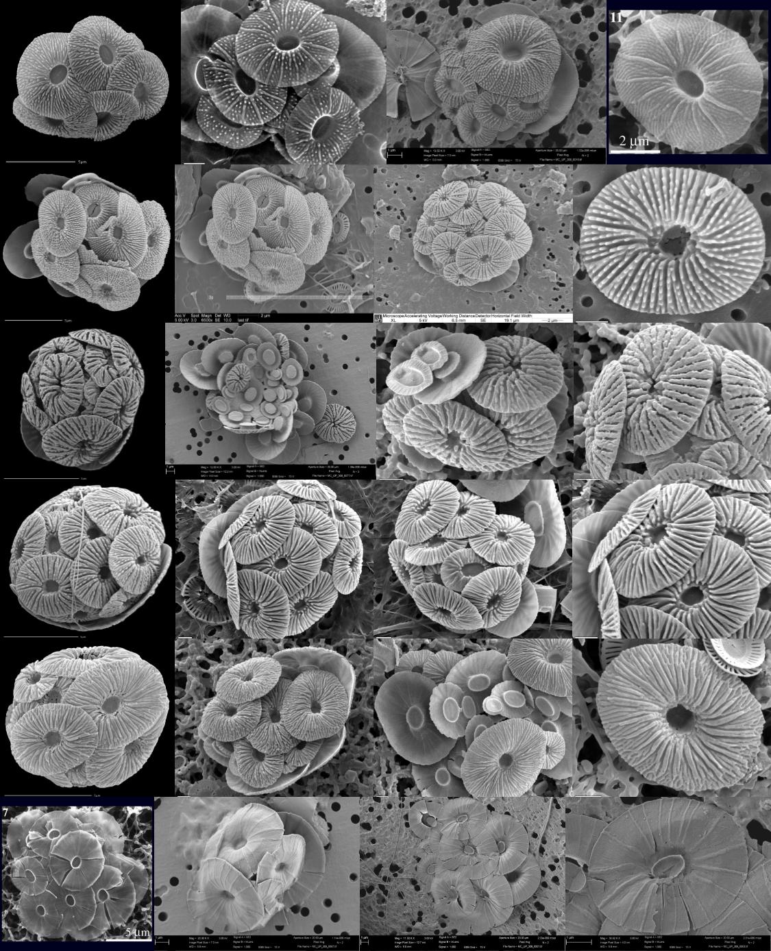 颗石藻 Coccolithophores