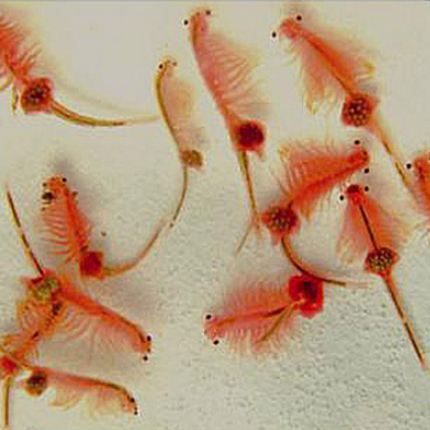 卤虫幼体,在水产养殖业上被广泛用来饲养鱼类和甲壳类