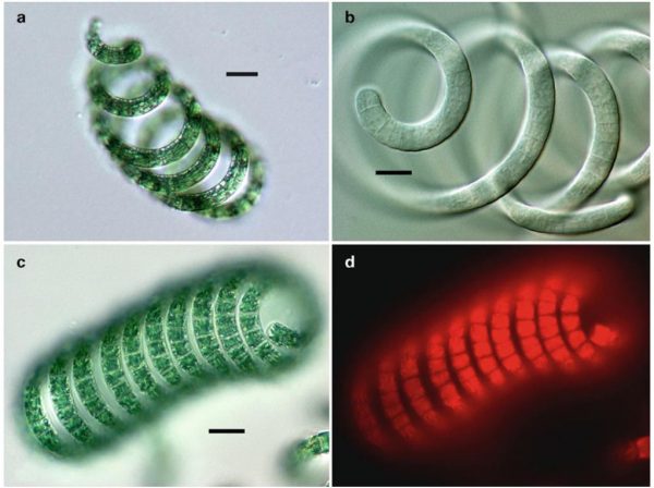 螺旋藻Spirulina