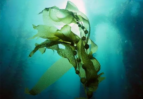 碳汇生物