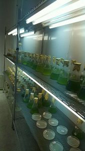 乐清湾微藻培养保种阶段
