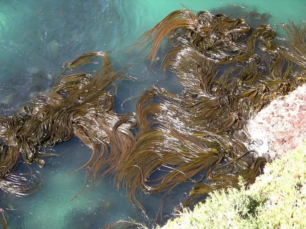 研究人员使用海藻作为起始材料，使碳基清洁工艺完全绿色化