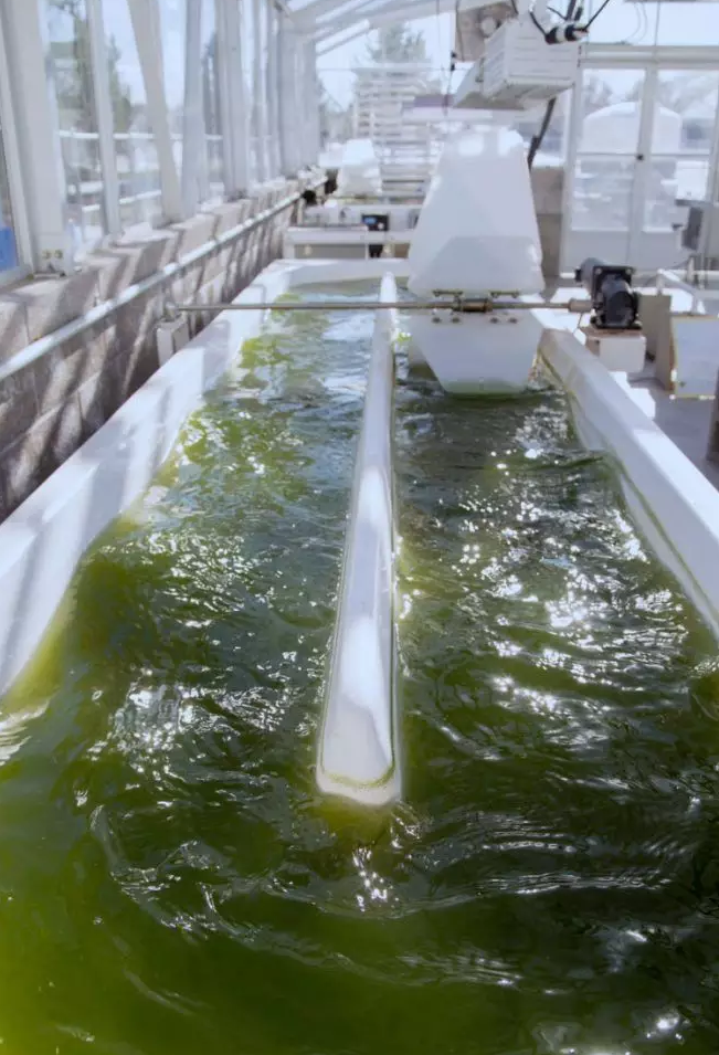 跑道池系统用于在温室混合杂质培养微藻作为生产加工和生成产品的应用设施,作为底物的来源用于转基因大肠杆菌微生物生产生物塑料(PHB)材料,作为厌氧反应和沼气生产的原料,提取蛋白应用于农业饲料