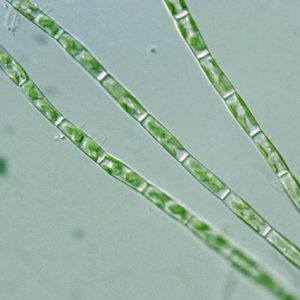 同形黄丝藻 (GY-H59 Tribonema aequale)