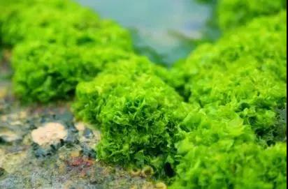 海藻肥
