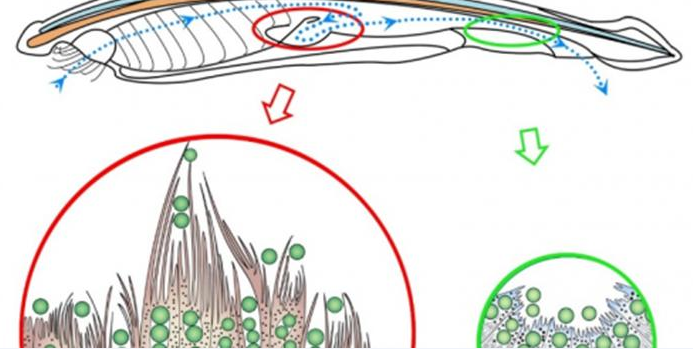 图1.文昌鱼消化道上皮细胞能够直接吞噬藻类等食物颗粒