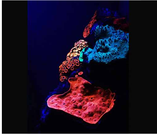 红海深水区珊瑚