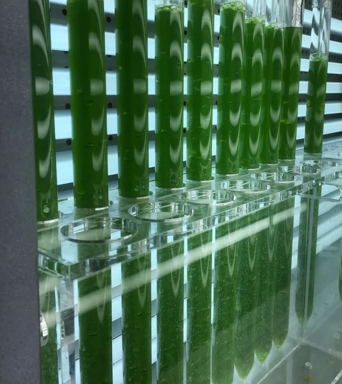 微藻产氢