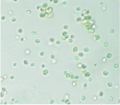 微拟球藻