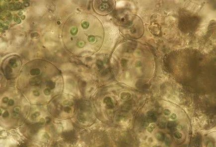 图4 极端藻类拟甲色球藻（Chroococcidiopsis sp.）