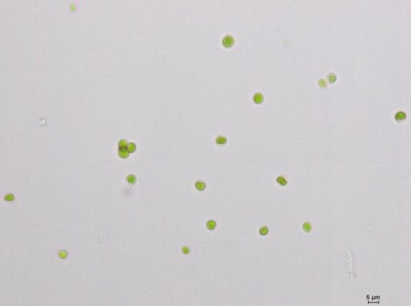 GY-D26蛋白核小球藻ZF藻株