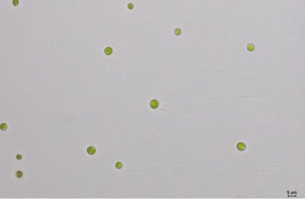 GY-D27淡水普通小球藻ZF藻株