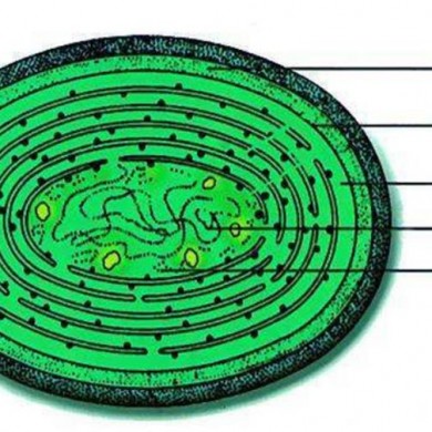 碳氢科学1200问之:从红藻门到蓝藻门