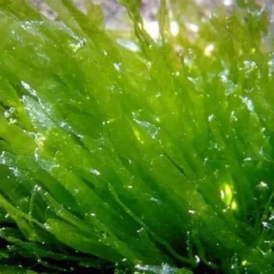 【藻类农业】海藻提取物——植物生长刺激剂