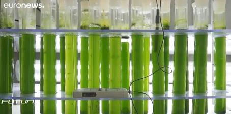 微藻高密度培养