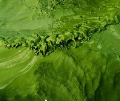 【藻类农业】固氮蓝藻在农业中的应用