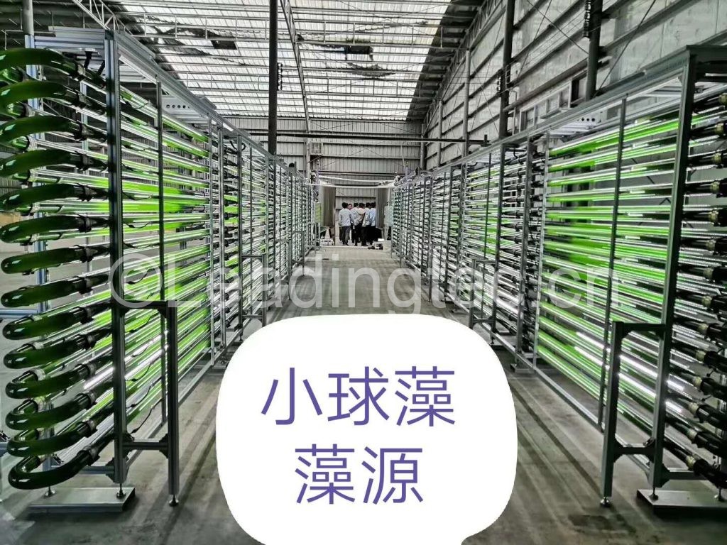 小球藻管道配专用光源