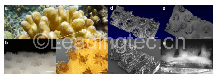 生物打印珊瑚 比天然珊瑚更有利于共生藻的生长