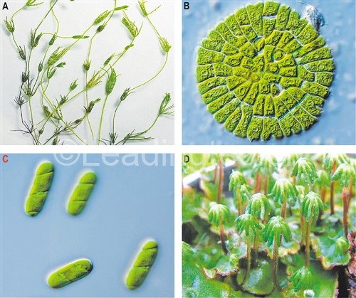 两个最新单细胞绿藻的基因组 - 陆地植物的共同祖先