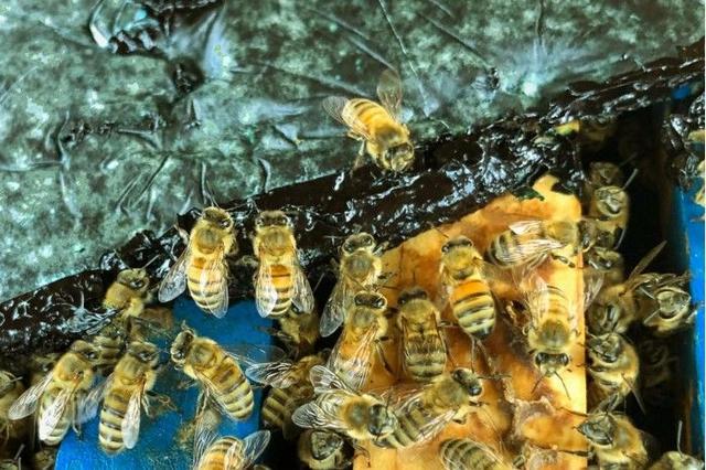 研究：微藻可能会是一种理想的蜜蜂补充饲料