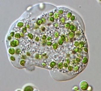 微藻异养培养设备