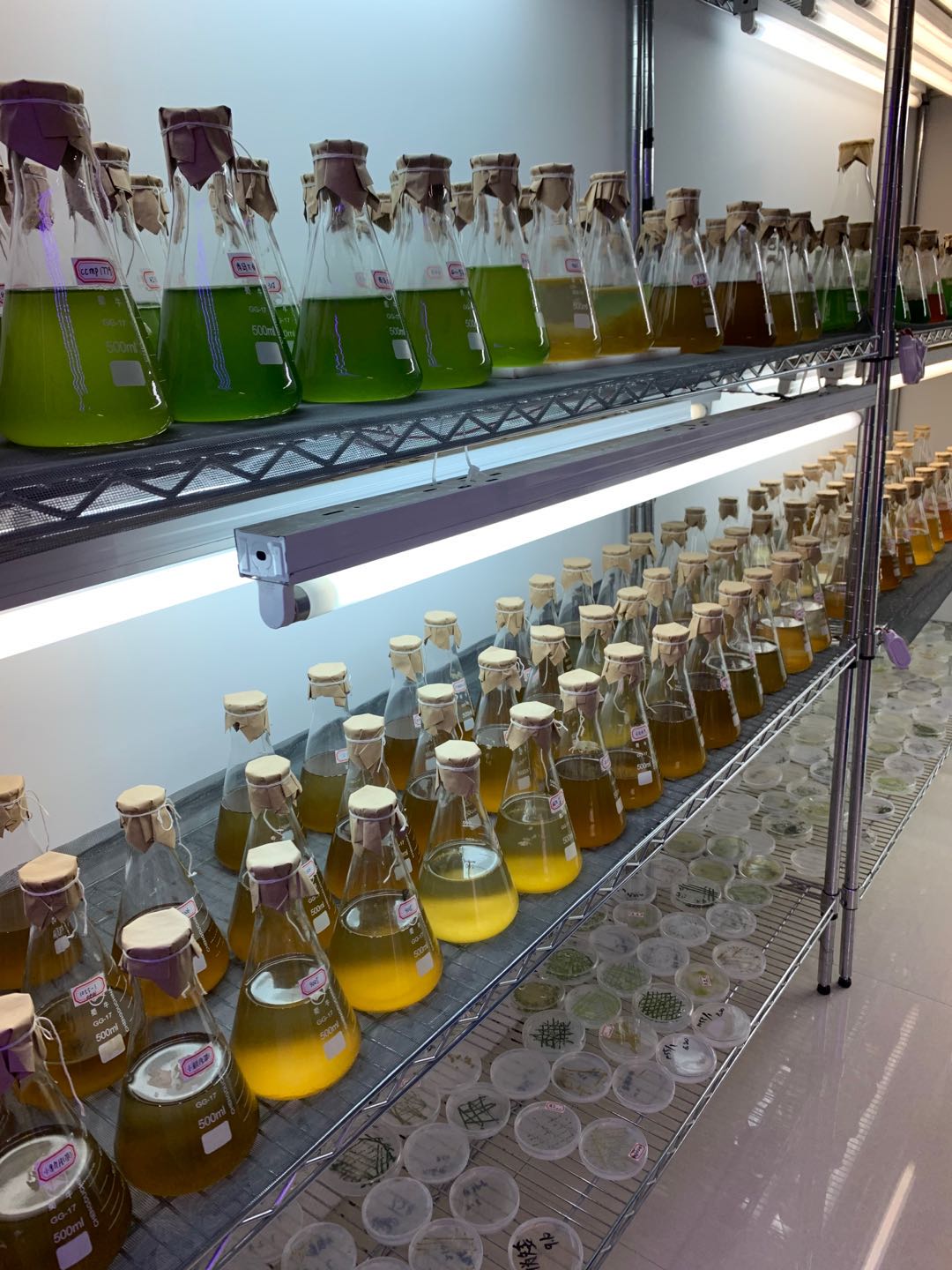 光语实验室部分藻种