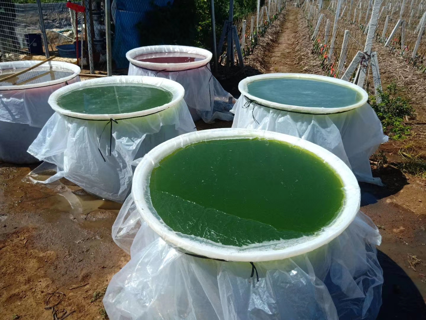 农田微藻培养