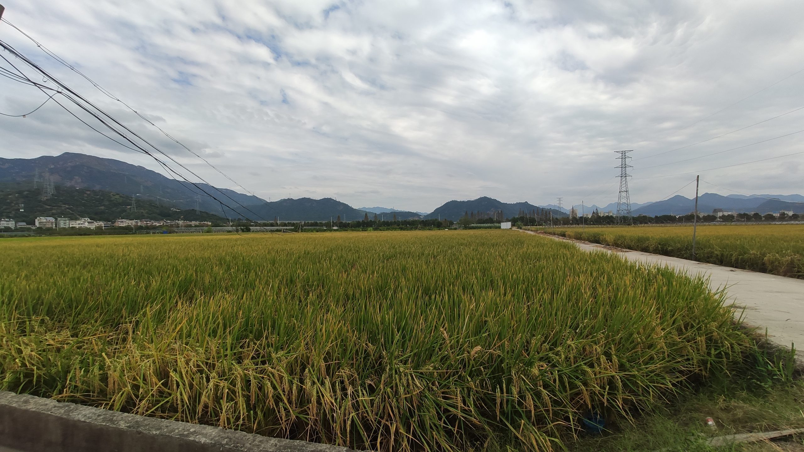 生物多样性丰富的水稻田