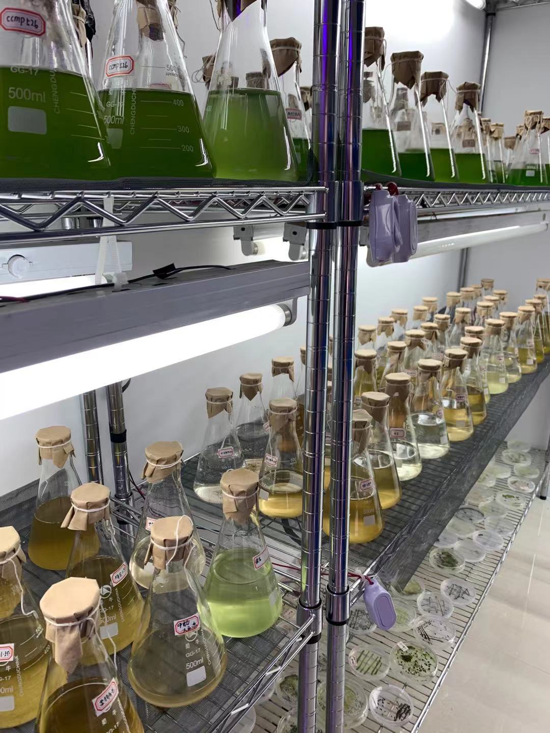 光语生物藻种实验室