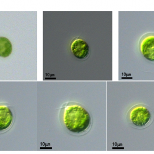 雨生红球藻(GY-D34Haematococcus pluvialis)