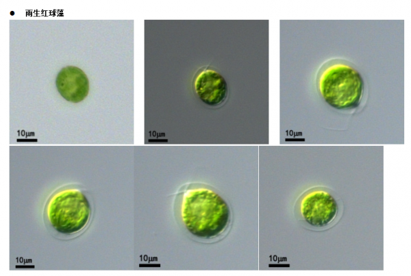 雨生红球藻(GY-D34Haematococcus pluvialis)