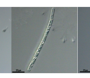 水华束丝藻(GY-D23Aphanizomenon flosaquae)