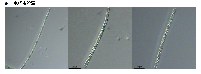 水华束丝藻(GY-D23Aphanizomenon flosaquae)
