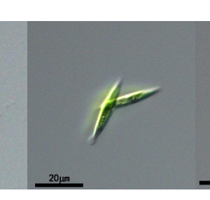 纤维藻属(GY-D31Ankistrodesmus)