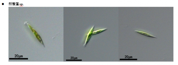 纤维藻属(GY-D31Ankistrodesmus)