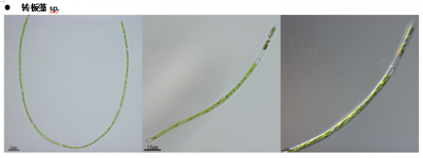 转板藻属(GY-D36:Mougeotia)
