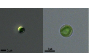 小球藻(GY-H60Chlorella)