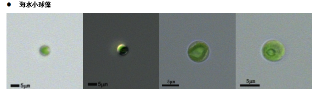小球藻(GY-H60Chlorella)