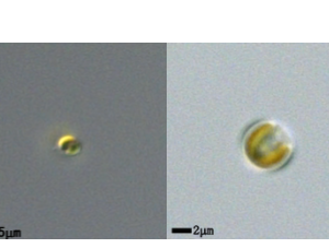 球等鞭金藻(GY-D66Isochrysis galbana)