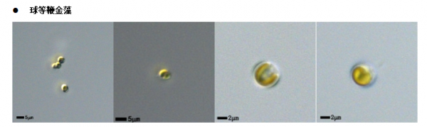 球等鞭金藻(GY-D66Isochrysis galbana)