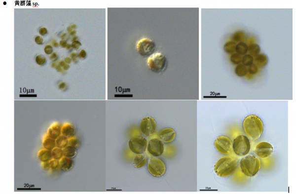黄群藻 （GY-D11 Synura sp.