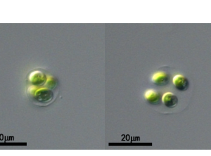 淡水卵囊藻(GY-D14 Oocystis sp.)