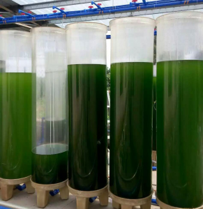 透明大圆筒藻类培养器