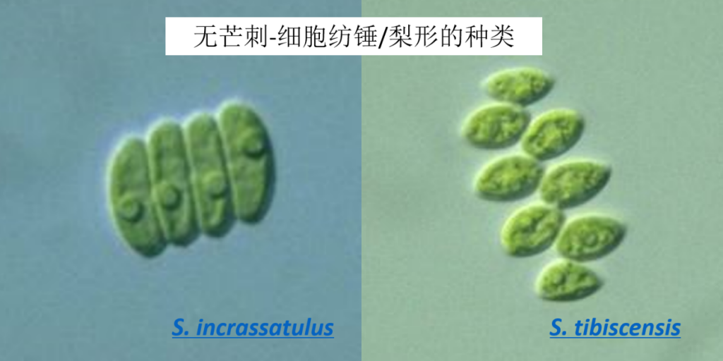 栅藻 Scenedesmus
