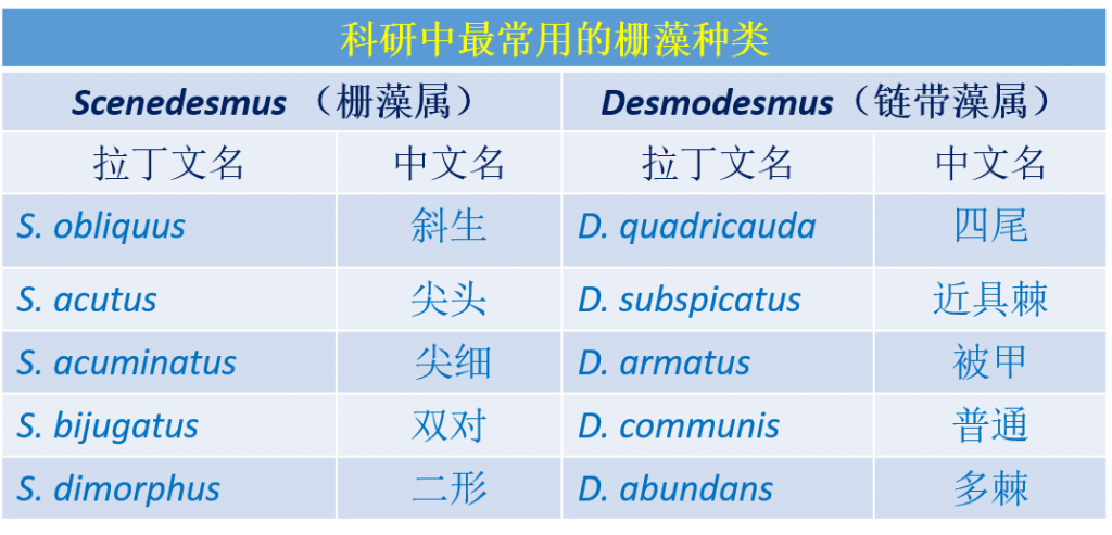 栅藻 Scenedesmus 