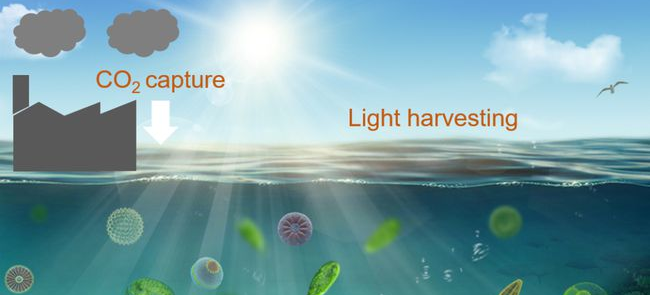 海洋微藻“光利用”与“光损伤”平衡调控机制